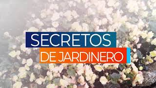 ¿Cómo cuidar las Ixoras  Secretos de Jardinero [upl. by Olia]