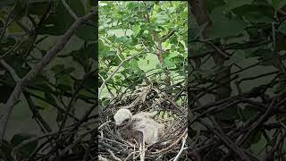 Black winged kite bird babies P 5 [upl. by Esau]