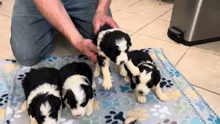 Mini Sheepadoodle Puppies For Sale  Savannah and Captain 2 of 3 videos [upl. by Ennirac288]