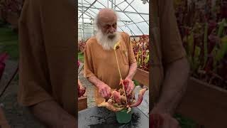 Jerry talks about Sarracenia purpurea var montana [upl. by Erinn]