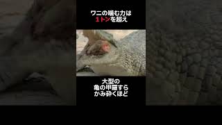 【ゆっくり解説】最強生物ワニさんを倒せる道具 紹介します 生態解説 爬虫類 雑学 [upl. by Keener]