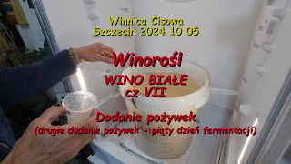 WINOROŚL  WINO BIAŁE cz VII dodanie pożywek II  Winnica Cisowa 2024 10 05 [upl. by Arikehs]