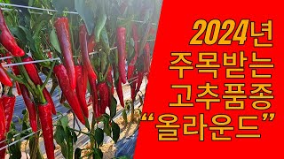 2023년 우수품종 1위 올라운드 자세히 설명드립니다 2024년 주목받는 고추 올라운드 2024년 고추품종 추천 2024년 고추종자 추천 고추씨앗 고추 [upl. by Dennett289]