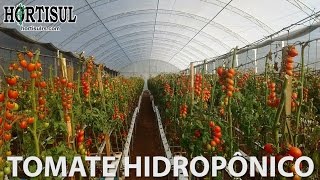 Tomate Hidroponico  Hortisul [upl. by Undry149]