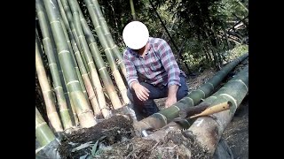 COMO SEMBRAR BAMBU GIGANTE cultivo españa plantacion dendrocalamus bambusa phyllostachys comprar [upl. by Limhaj732]