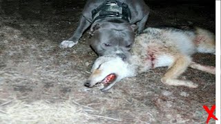 Wolf Vs Pitbull  Trained Pitbull Vs Wolf In a Real Fight [upl. by Jelene]