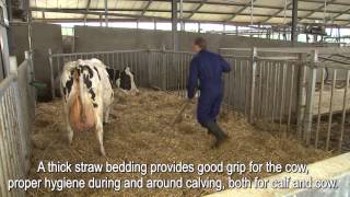 The calving pen at Hoving dairy farm [upl. by Odele]