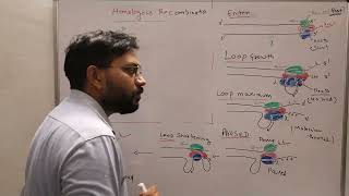 RecBCD Pathway Homologous recombination [upl. by Fini601]