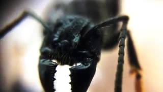 Holding a queen bullet ant Paraponera clavata macro footage [upl. by Hairu598]