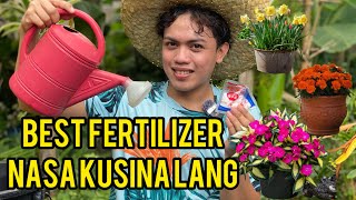 HOW TO USE VETSIN MSG AS FERTILIZERFOR PLANTS  ANG SIKRETO SA PAGPABULALAK 2024 [upl. by Gerstein]