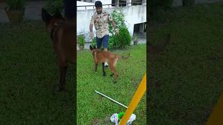 keshari belgianmalinoisdog trainingshorts puppy guardbreeding pets youtubeshortstrending [upl. by Trevar]