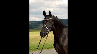 SOLD black hanoverian mare by Danciano 2014 FEI prospect for YRamateur [upl. by Edrea]