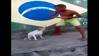 10 horas com Cachorro dançando meme [upl. by Anali]