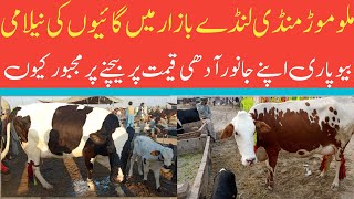 Malumor Mandi Jhang Today  Cows Fresh Rates Update 2024  Dairy Farming in Pakistan [upl. by Huberty370]