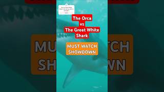 Ocean Showdown Orca Vs Great White Shark shark orca [upl. by Yasnil]