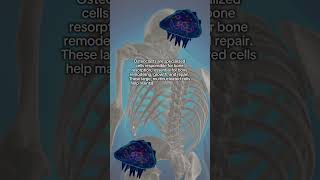 Cell of the Day Osteoclast bonehealth cellbiology [upl. by Ahsimak]