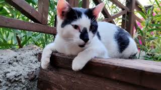 The Black and White Cat lay lazily until He smelled Food [upl. by Biegel]