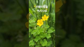 우리나라자생 사랑초Oxalis stricta L [upl. by Baldwin]