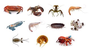 Types Of Crustaceans  Crustacean Group Animals Crustaceans Crustacean [upl. by Enrahs]