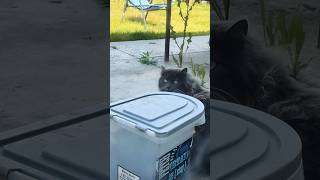 My cousin cat 🐈‍⬛ 🐱 catvideos [upl. by Analah38]