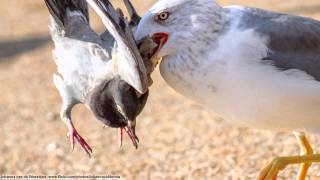 Pigeon Shooting Crybaby Owned [upl. by Kemppe]