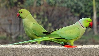 RoseRinged Parakeet Sounds [upl. by Thorrlow512]