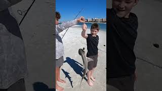 Bonnethead shark fishcatching shark [upl. by Atined]