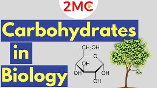 Carbohydrates  Biological Molecules Simplified 1 [upl. by Ainoet]