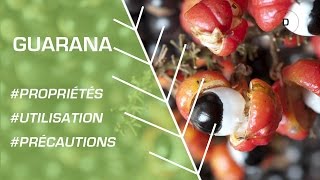 Comment utiliser le guarana  Phytothérapie [upl. by Joshua]