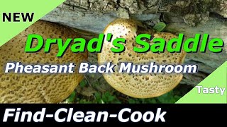 Find Clean Cook Dryads Saddle 2022 Pheasant Back Mushroom Identification and look alikes [upl. by Amando493]