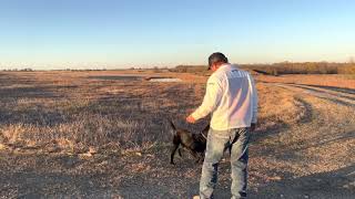 Channel Blinds  Retriever Training Drill [upl. by Sorcha]