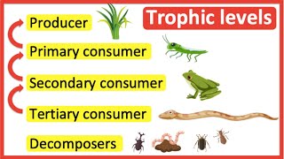 Trophic levels  Producer primary consumer secondary consumer tertiary consumer amp decomposers [upl. by Soalokcin]