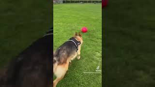 Soccer crazy dog 😆 🤣 😂 😹 trynottolaugh funnyshorts funnydogvideos [upl. by Aerdnna747]