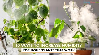 10 Ways To Increase Humidity For Houseplants That Work indoorplants plantcare [upl. by Anurag]