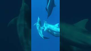 httpslovinadolphinexplorecom lovina dolphin explore North Bali Indonesia [upl. by Anaigroeg]