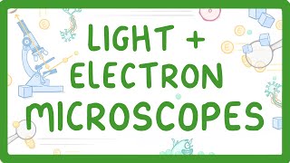 GCSE Biology  What Is The Difference Between Light And Electron Microscopes 6 [upl. by Atnima686]