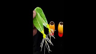 How to grow adenium obesum plant from adenium obesum leaves with in egg shell [upl. by Astrix]