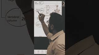 Axial skeleton🦴🦴SKELETON ANATOMY🦴🦴 [upl. by Attekal492]