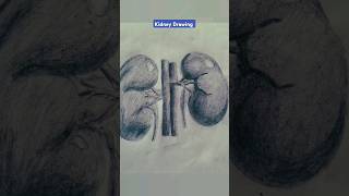 How to Draw Kidney Diagram in Easy Way shorts drawing kidney [upl. by Orgalim]