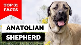 99 of Anatolian Shepherd Dog Owners Dont Know This [upl. by Bourne]