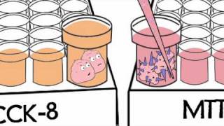 Cell Counting Kit8 VS MTT [upl. by Retsbew]