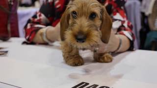 AKC National Champtionship 2016 Highlights [upl. by Aihsei]