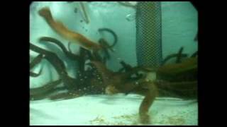 Sea lamprey panic response  underwater view [upl. by Grove]