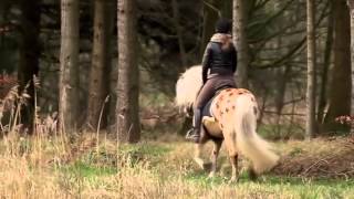 So Cold  Beautiful Haflinger [upl. by Groves]