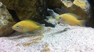 Tanganyika aquarium 800lt quotVariabilichromis Mooriiquot [upl. by Upshaw604]