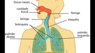 Vídeoaula Animada sobre Sistema Respiratório Humano [upl. by Acir]