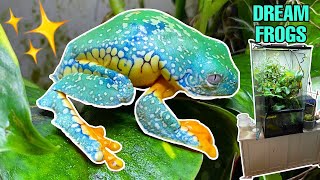 I GOT MY DREAM FROGS How to breed FRINGED LEAF FROGS Cruziohyla craspedopus [upl. by Winnah170]