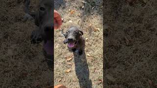 Black presa canario puppy canismajor presacanario molosser dogbreed bulldog viralvideo [upl. by Clementine]