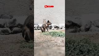 Adorable Patagonian Mara Exploring Their Unique Behavior [upl. by Anaud]