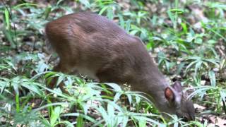 Blue Duiker Philantomba monticola [upl. by Heater230]